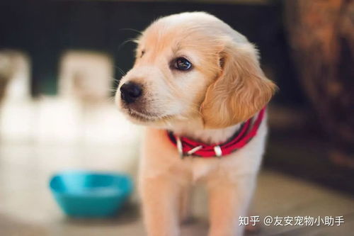 小狗患病主人無奈求助，互聯(lián)網(wǎng)數(shù)據(jù)服務(wù)點(diǎn)亮希望之光